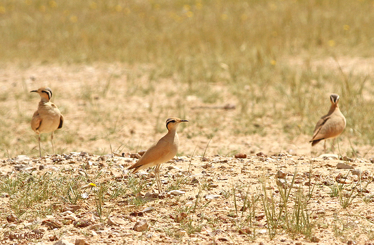 Cream-coloured Courser Cursorius cursor   ,Nitzana ,April   2014. Lior Kislev